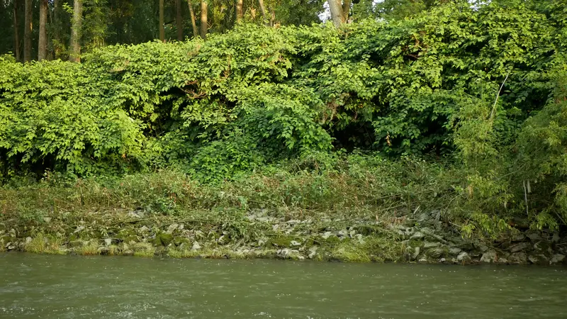 Foto: Gewässerlauf mit Staudenknöterich am Ufer
